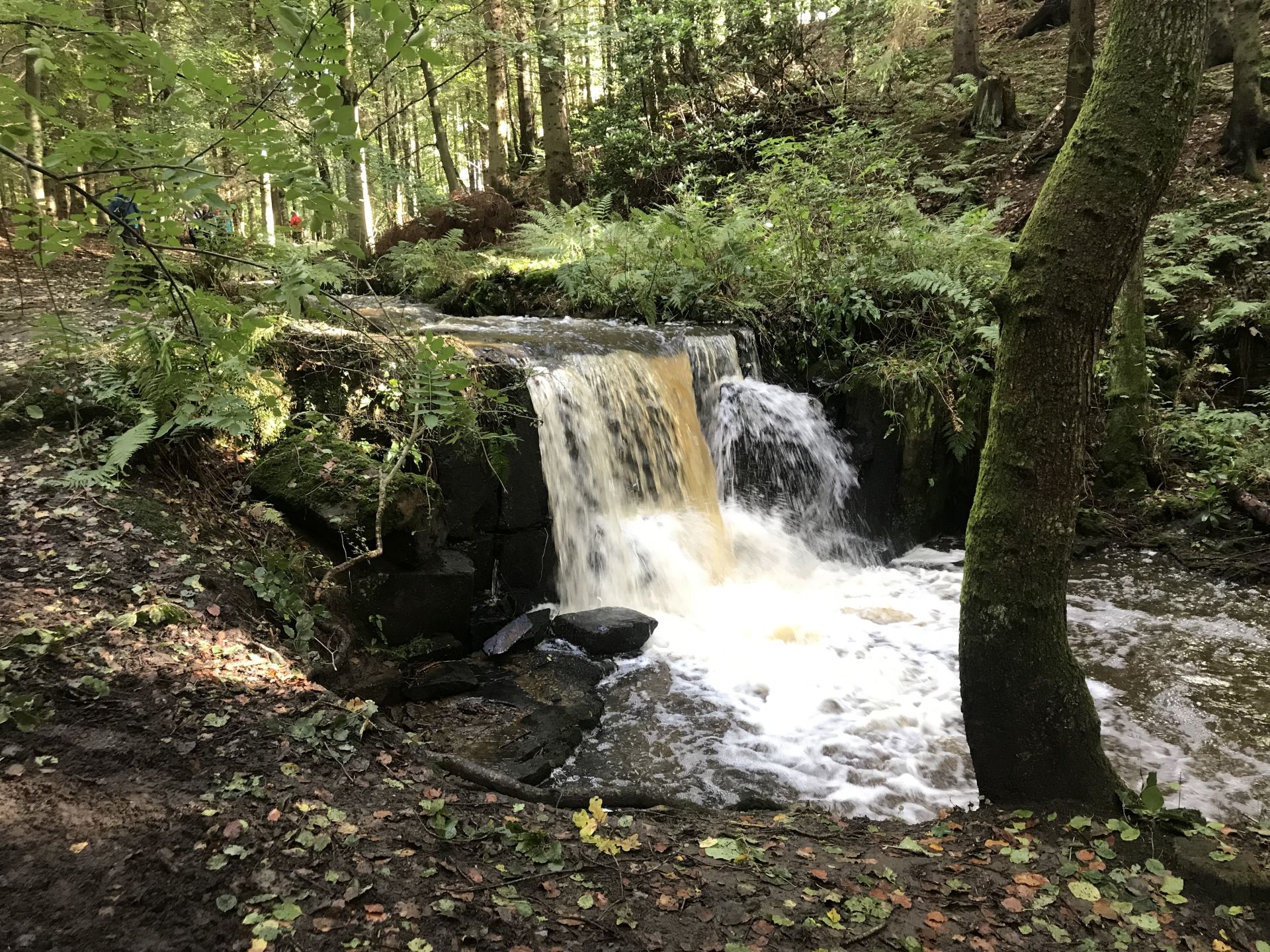 Birkey Burn in Target Wood near Acomb